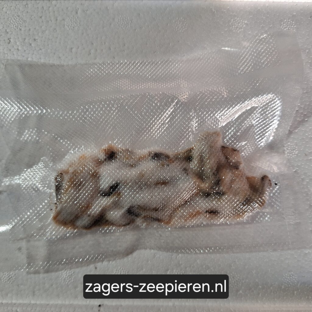 Mosselen - Gezouten & Gevacumeerd (12 stuks)
