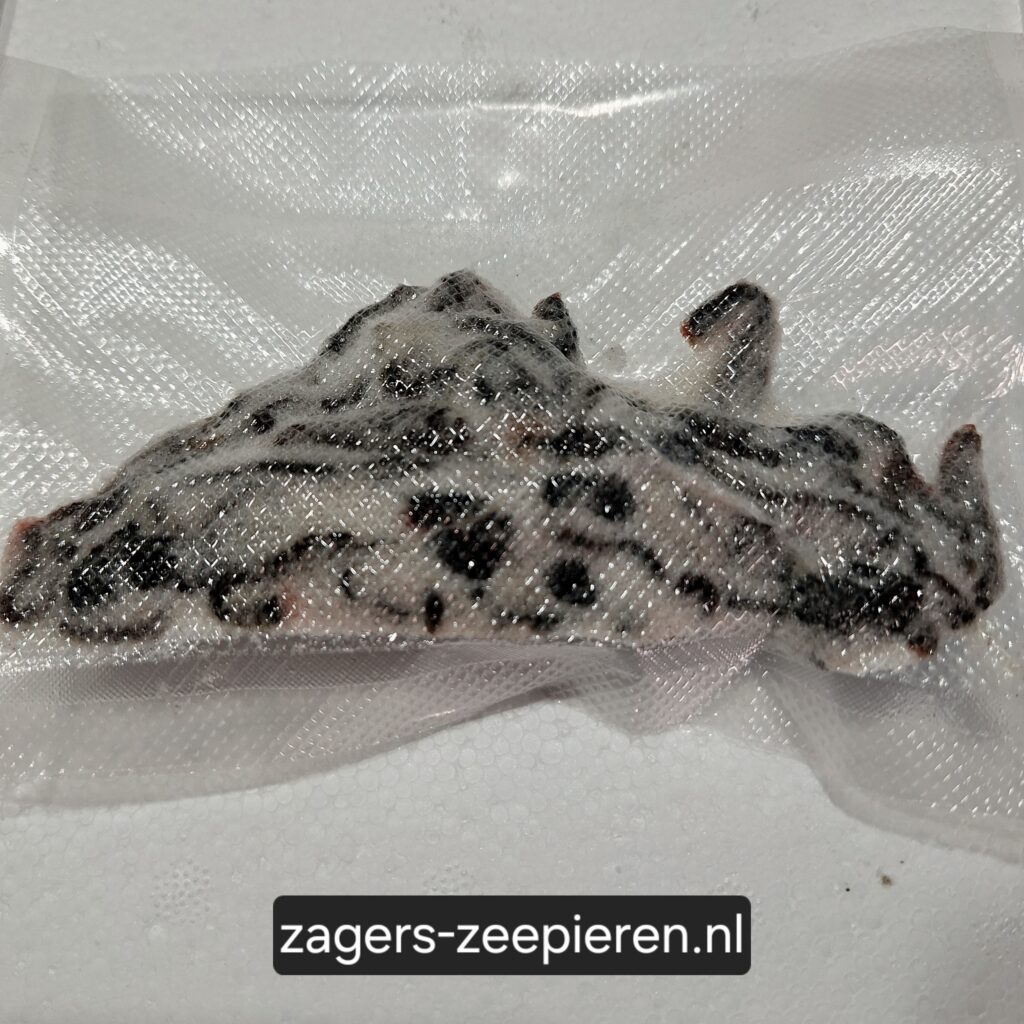 Kleine Zeepieren - Gezouten & Gevacumeerd (40 stuks)